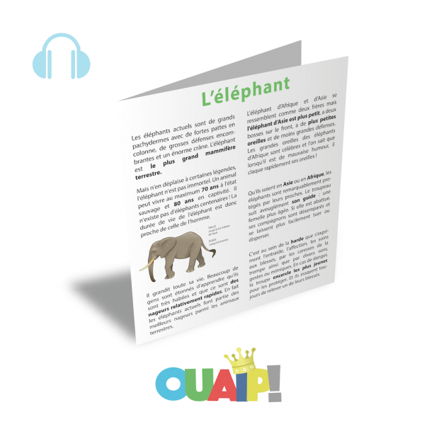 Lecture d'un texte informatif : les éléphants